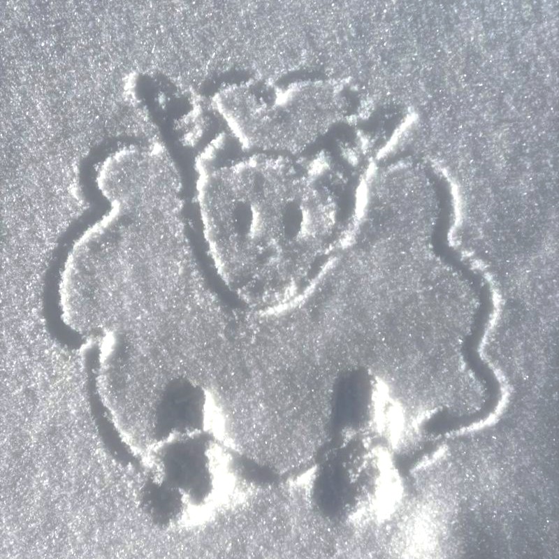 A sheep drawn in the snow